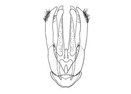   Osmia pedicornis  male, diagram showing dorsal view of genitalia, diagram modified from Wu 2006 
